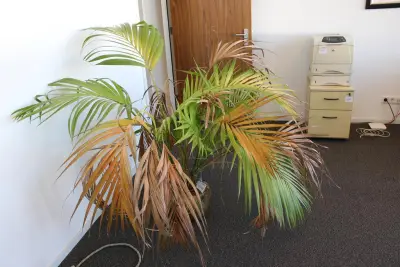Plant in pot. Hoogte pot 25 cm – kavel bij HNVI, 's-Hertogenbosch