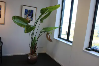 Plant in pot. Hoogte pot 33 cm – kavel bij HNVI, 's-Hertogenbosch