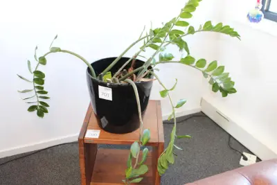 Plant in pot. Hoogte pot 33 cm – kavel bij HNVI, 's-Hertogenbosch