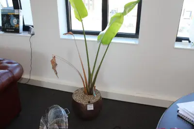 Plant in pot. Hoogte pot 32 cm – kavel bij HNVI, 's-Hertogenbosch