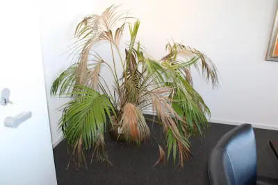 Plant in pot. Hoogte pot 25 cm – kavel bij HNVI, 's-Hertogenbosch