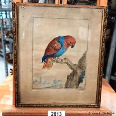 Handgekleurde antieke gravure of natuurgraverenprent die sterk lijkt op 18e-eeuwse ornithologische platen, zoals die uit de werken van François-Nic… – kavel bij ProVeiling