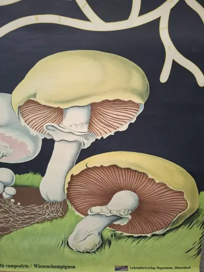Vintage biologische schoolplaat paddenstoel Psalliota campestris – kavel bij De Kringwinkel, Gent