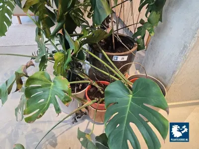 1 x Partij diverse soorten planten – kavel bij Plaats Je Bod, Amsterdam