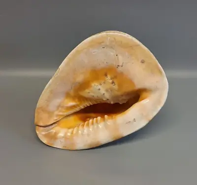 Grote Schelp – kavel bij De Kringwinkel, Aalst