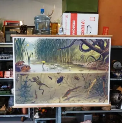 Vintage schoolplaat 'In sloot en plas', getekend door de Nederlandse illustrator M.A. Koekkoek – kavel bij ProVeiling, Wageningen