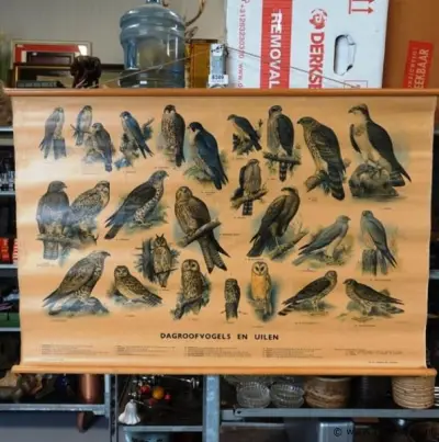 Vintage schoolplaat van dagroofvogels en uilen door illustrator H.J. Slijper – kavel bij ProVeiling, Wageningen