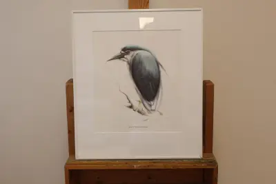 Ingelijste vogelprent van een Kwak – kavel bij GSD Auctions, Zoeterwoude