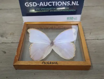 Geëtaleerde vlinder in houten kistje met glas – kavel bij GSD Auctions, Zoeterwoude