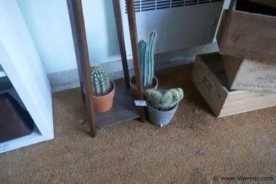 Cactussen – kavel bij Vlavem