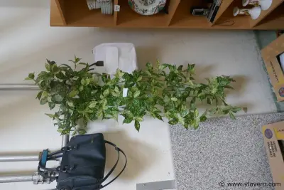 Klimop in plastiek – kavel bij Vlavem