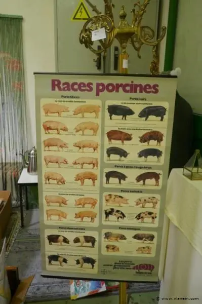 Posters van kleinvee rassen – kavel bij Vlavem