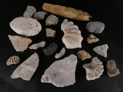 Verzameling van fossielen, mineralen en bijzondere gesteenten – kavel bij De Kringwinkel, Heverlee
