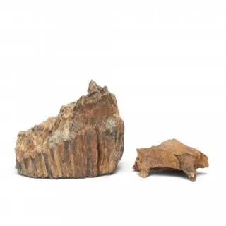 Fossiel, mamoet kies en kaakfragment roofdier, circa 20-40.000 jaar oud – kavel bij Veilinggebouw De Zwaan, Amsterdam