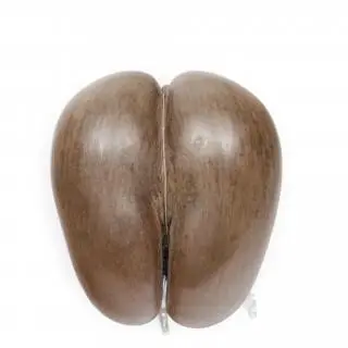 Seychellen, gepolijste coco de mer – kavel bij Veilinggebouw De Zwaan, Amsterdam