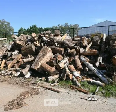 Partij hout – kavel bij Belga Veilingen