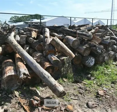Partij hout – kavel bij Belga Veilingen