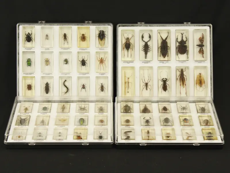 Natuurlot: 4 displayboxen met insecten en spinnen in harsblokken – kavel bij De Kringwinkel, Antwerpen