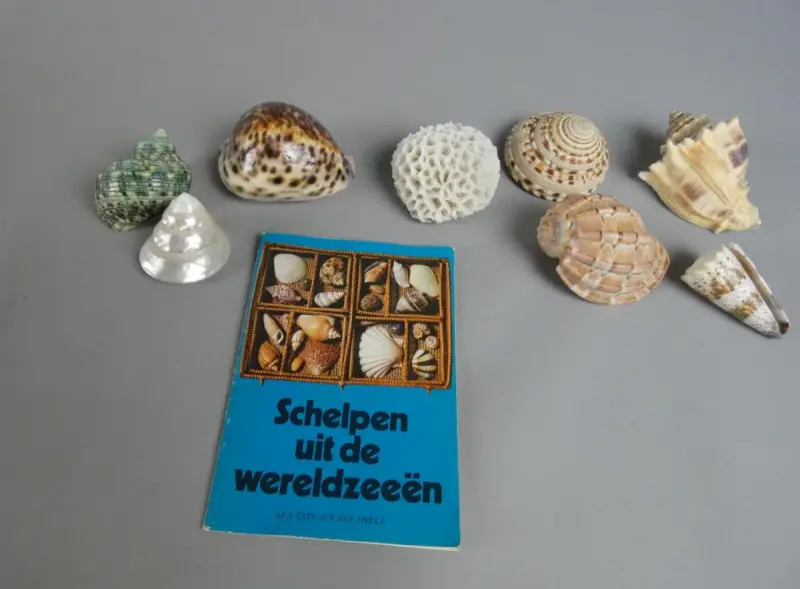 Verzameling schelpen en koraal met Shell-boekje – kavel bij De Kringwinkel, Diest