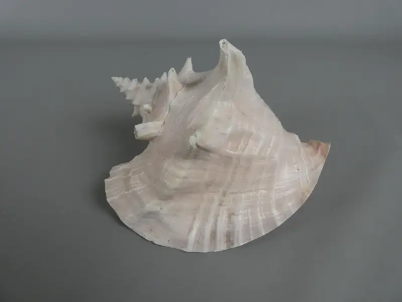 Roze vleugelhoorn – kavel bij De Kringwinkel, Diest