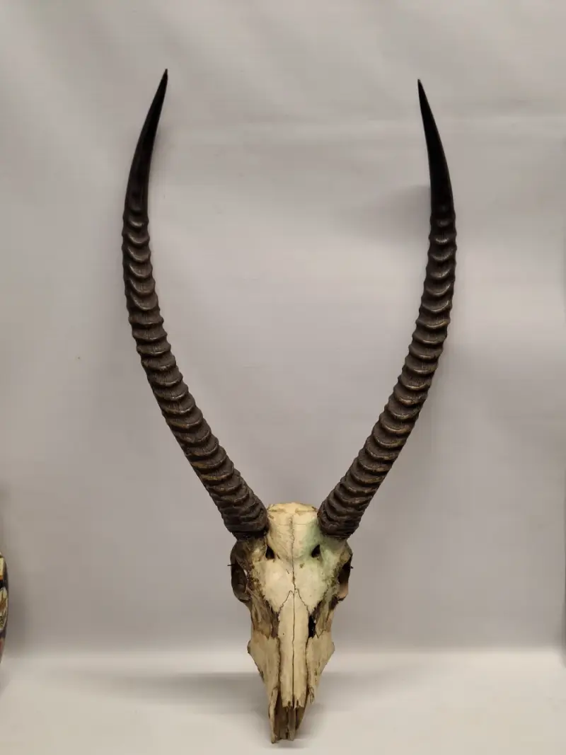 Schedel van een Afrikaanse ellipsenwaterbok met imposante hoorns – kavel bij De Kringwinkel, Gent