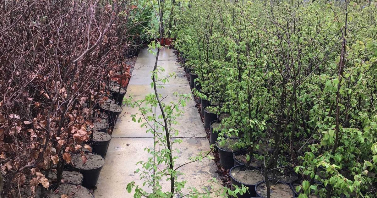 Planten, hagen & bomen in Westerlo – veiling sluit 11 okt